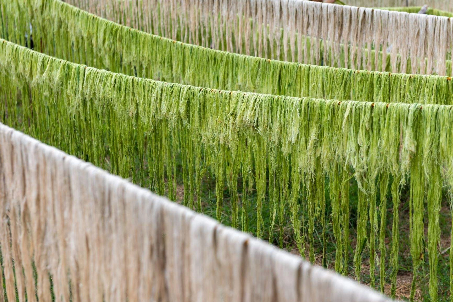 Cuir végétal Piñatex